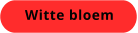 Witte bloem